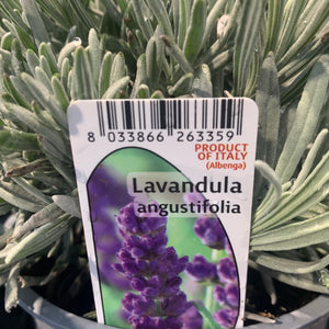 Lavender Augustifolia 1 Litre