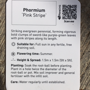 Phormium Pink Stripe