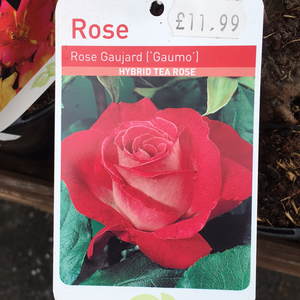 Rose Gauja Hybrid Tea Rose