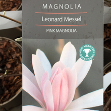 Load image into Gallery viewer, Magnolia Leonard Messel 5L
