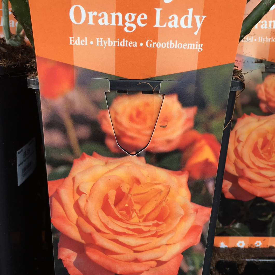 Orange Lady Hybrid Tea Rose
