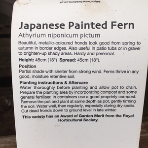 Fern Deciduous Japanese Painted 2L