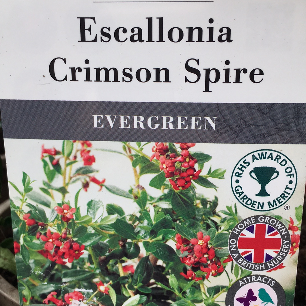 Escallonia- Crimson Spire 3L