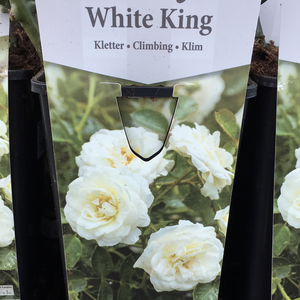 White King Climbing Rose