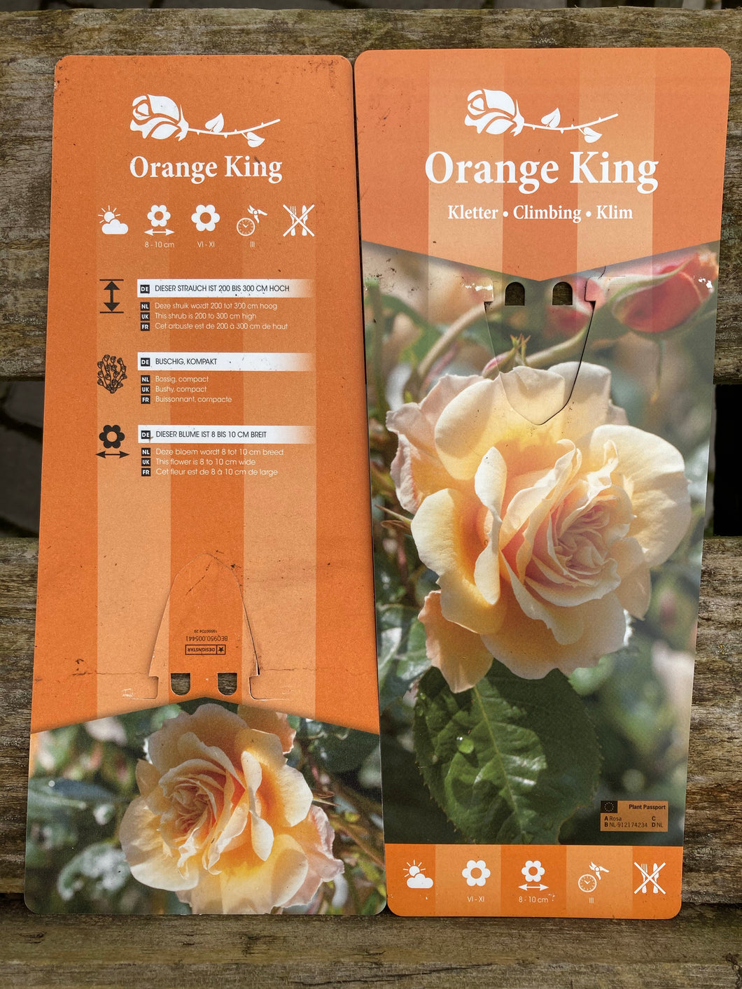 Orange King Climbing Rose
