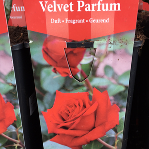 Velvet Parfum Bush Rose
