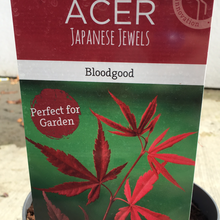 Load image into Gallery viewer, Acer Bloodgood
