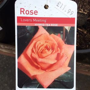 Lovers Meeting Hybrid Tea Rose