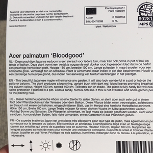 Acer Bloodgood