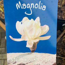 Load image into Gallery viewer, Magnolia Royal Star 7.5 Litre

