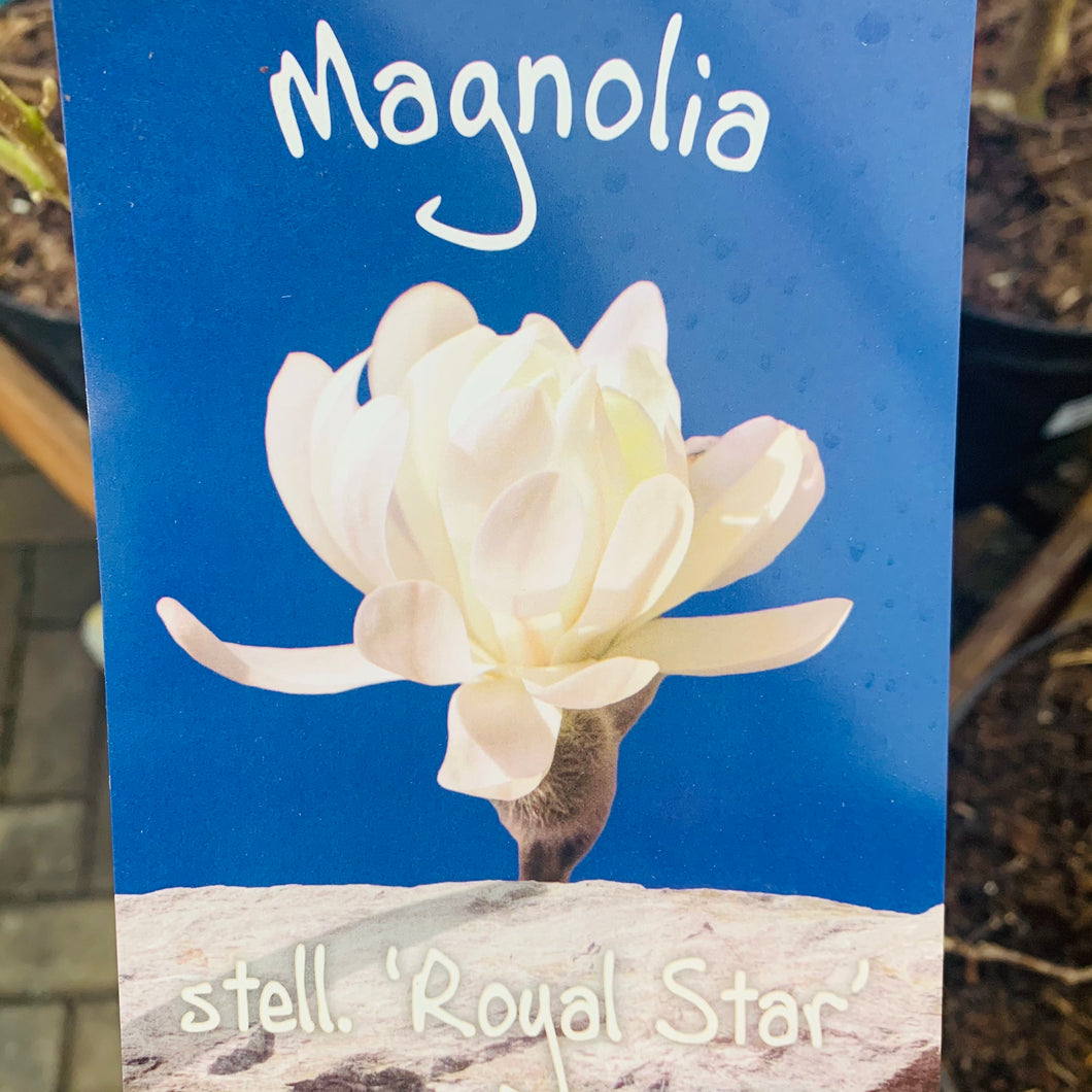 Magnolia Royal Star 7.5 Litre