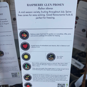 Raspberry- Glen Prosen 4 Canes