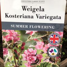 Load image into Gallery viewer, Weigela Kosteriana Variagata
