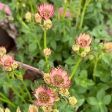 Load image into Gallery viewer, Astrantia Roma
