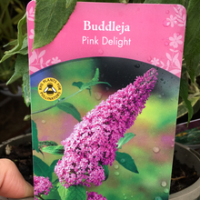 Load image into Gallery viewer, Buddleja Pink Delight 3L
