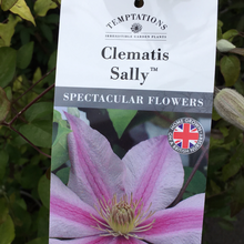 Load image into Gallery viewer, Clematis Sally
