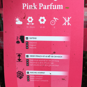 Pink Parfum Bush Rose