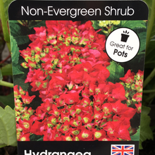 Load image into Gallery viewer, Hydrangea Hot Red 3L
