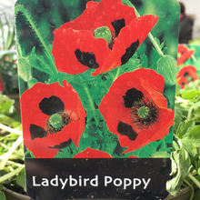 Load image into Gallery viewer, Poppy Ladybird 1L
