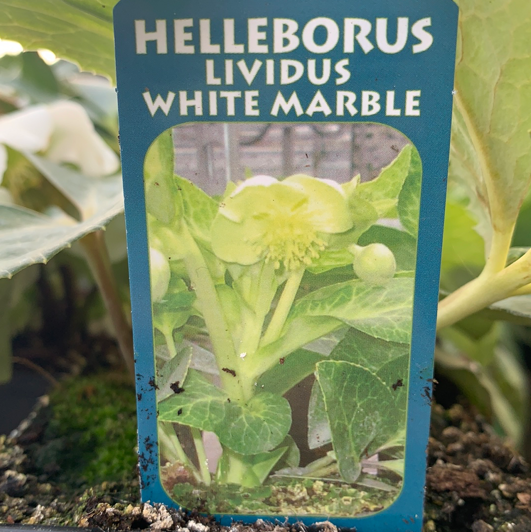 Hellebore Lividus White Marble 9cm