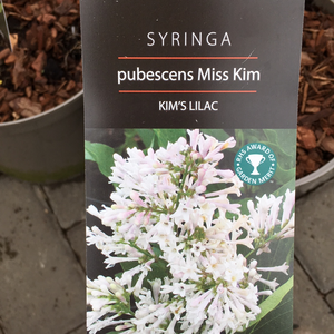 Lilac-Syringa Miss Kim 5L