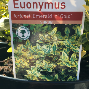 Euonymus Emerald 'n' Gold