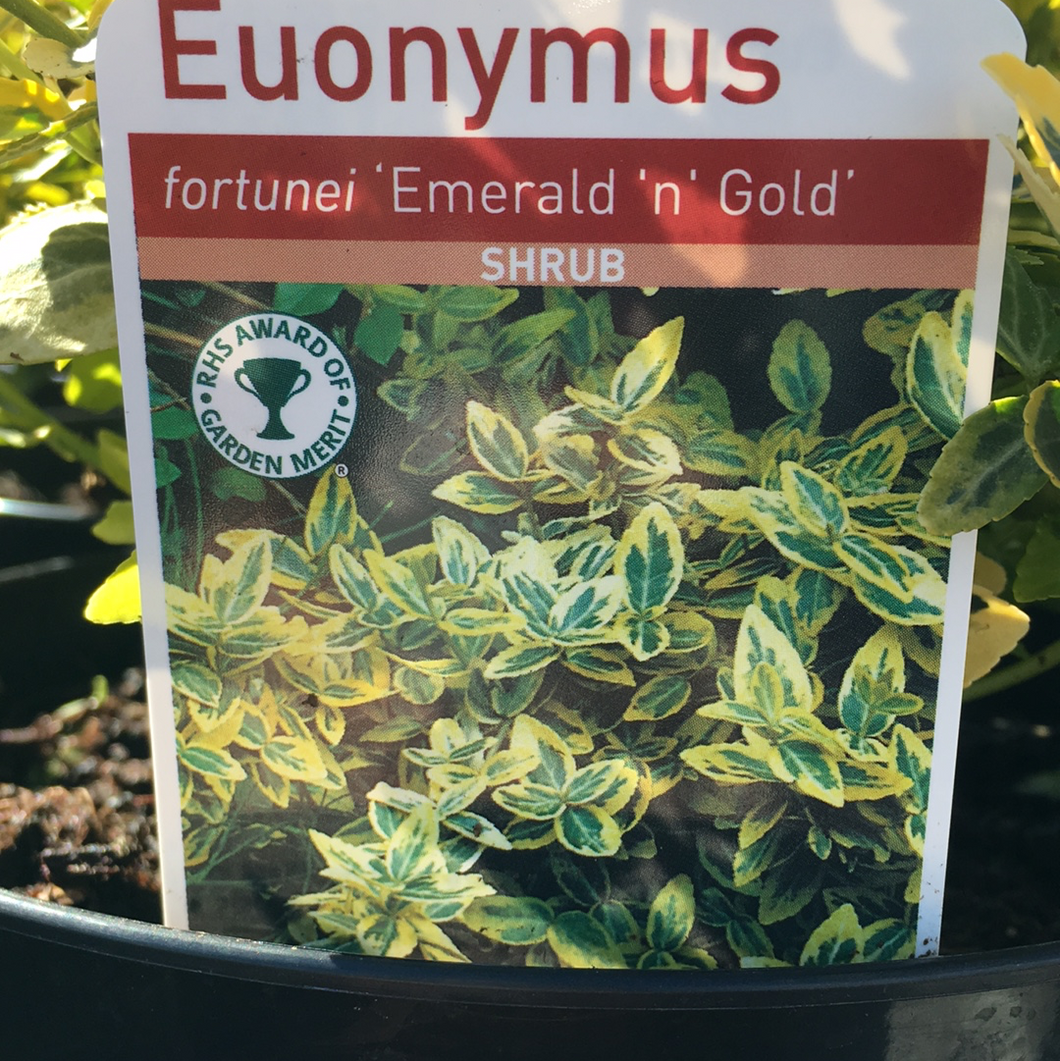Euonymus Emerald 'n' Gold