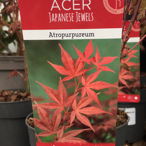 Acer Palmatum Atropurpureum 10cm