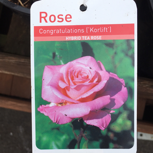 Congratulations Hybrid Tea Rose