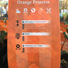 Load image into Gallery viewer, Orange Princess Floribunda Rose
