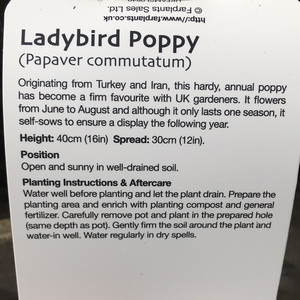 Poppy Ladybird 1L