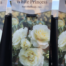 Load image into Gallery viewer, White Princess Floribunda Rose
