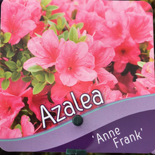 Load image into Gallery viewer, Azalea Anne Frank
