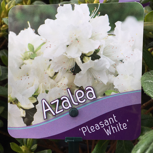 Azalea Pleasant White