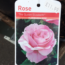 Load image into Gallery viewer, Queen Elizabeth Floribunda Rose
