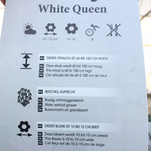 Load image into Gallery viewer, White Queen Floribunda Rose
